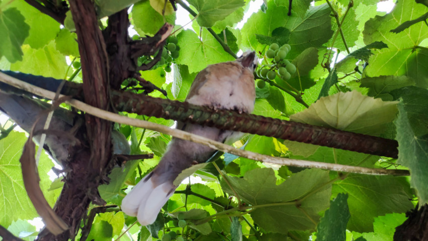 Птенец голубя на ветке под виноградной лозой среди зелёных гроздьев