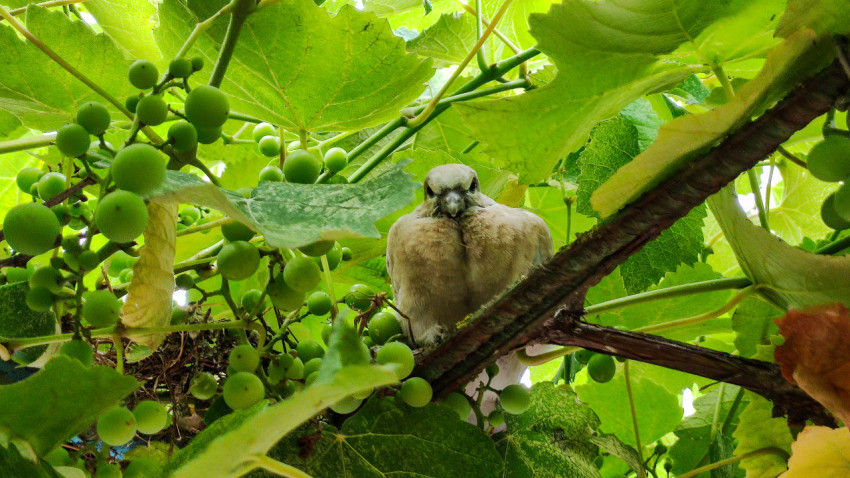 Голубь смотрит в камеру среди гроздьев зелёного винограда