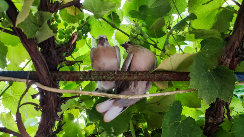Два птенца голубя на ветке под листьями винограда