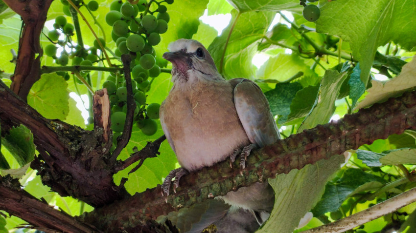Птенец голубя крупным планом среди лозы и гроздьев винограда