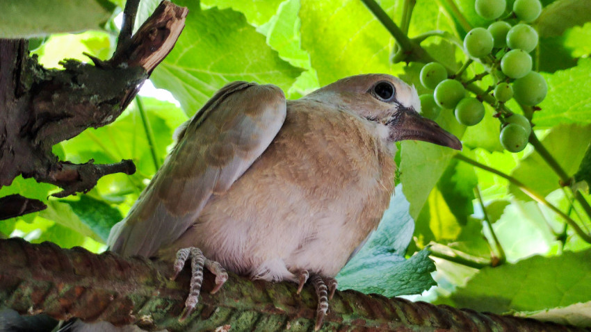 Птенец голубя на лозе рядом с гроздью зелёного винограда