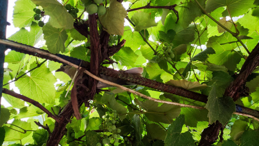 Птица прячется в листве винограда среди гроздьев и лозы