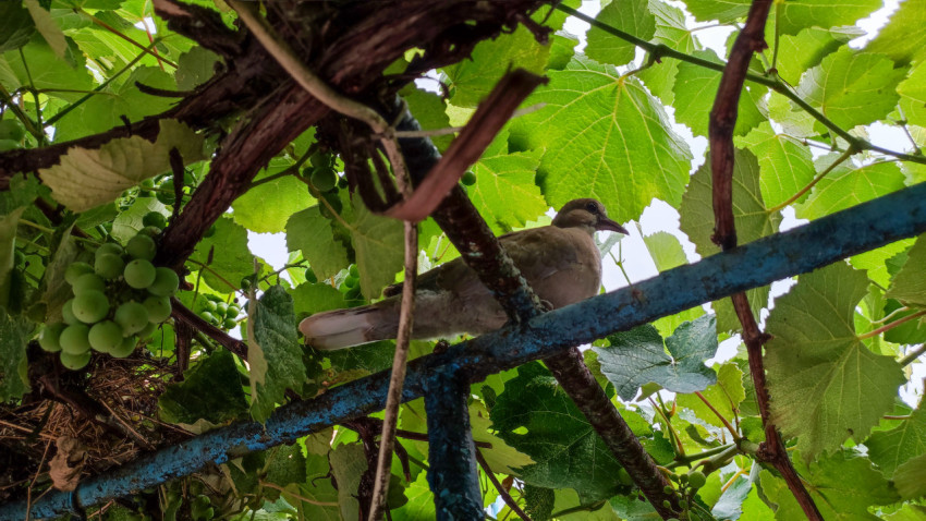 Голубь сидит на лозе под навесом винограда рядом с гроздьями