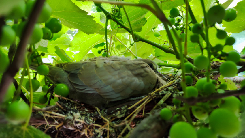 Взрослый голубь на гнезде в зарослях садового винограда