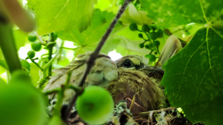 Птенец голубя в гнезде, укрытом виноградными листьями