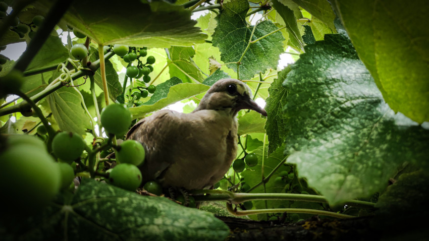 Голубь среди листьев винограда и зелёных гроздей
