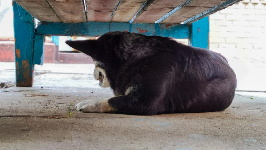 Собака свернулась под скамейкой на бетонном полу в тени