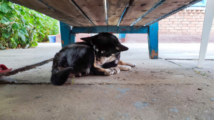 Маленькая собака лежит в тени под деревянной скамейкой во дворе