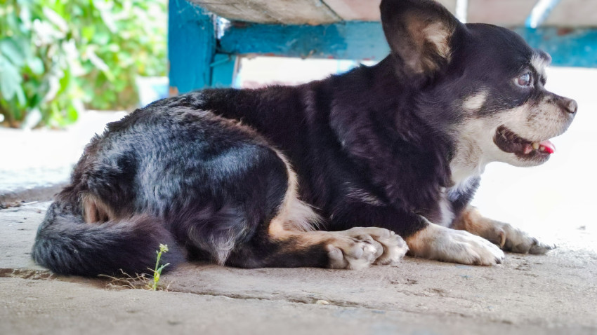 Профиль маленькой чёрно-белой собаки под скамейкой крупным планом