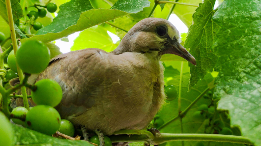Голубь на лозе среди гроздей незрелого винограда