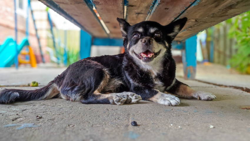 Маленькая собака лежит под скамейкой и смотрит в камеру с приоткрытой пастью