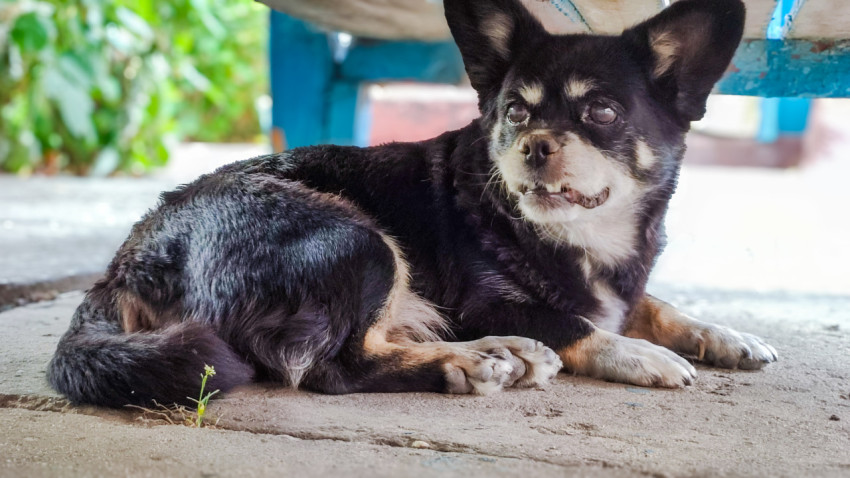 Маленькая собака с большими ушами лежит под скамейкой и смотрит в сторону