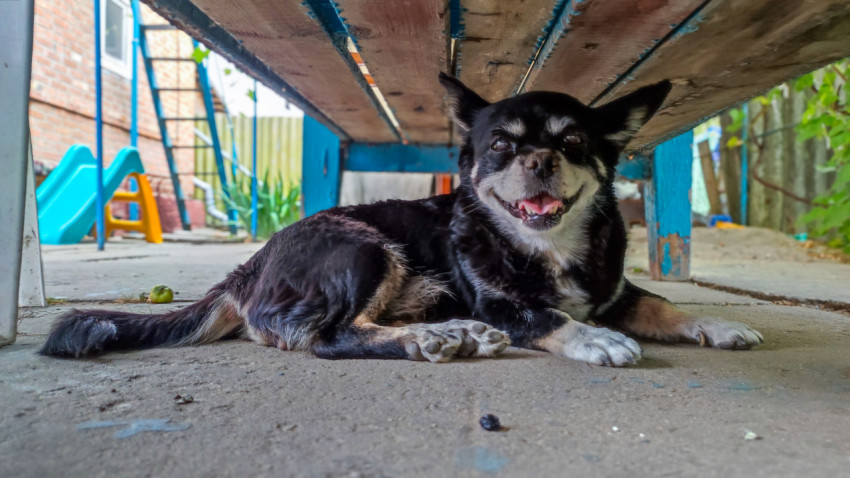 Маленькая чёрная собака лежит под деревянной лавкой во дворе