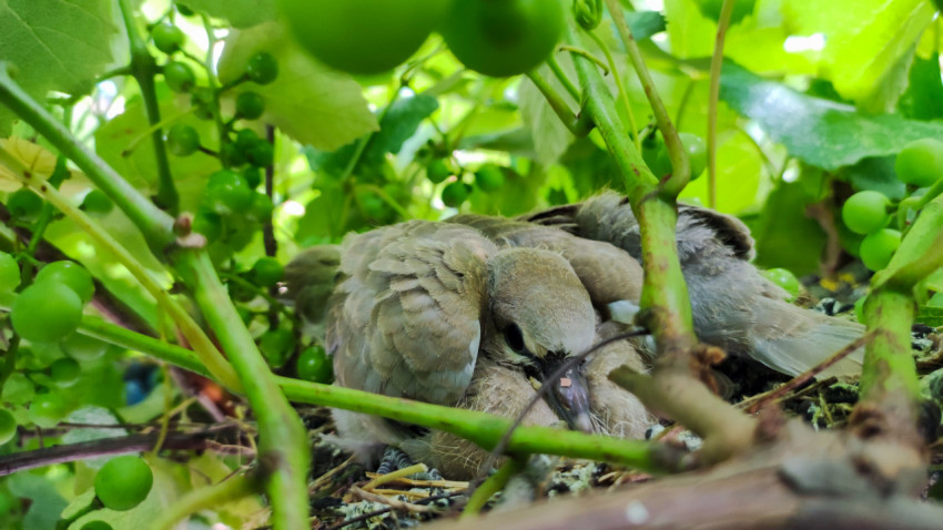 Два птенца голубя в гнезде под виноградным навесом