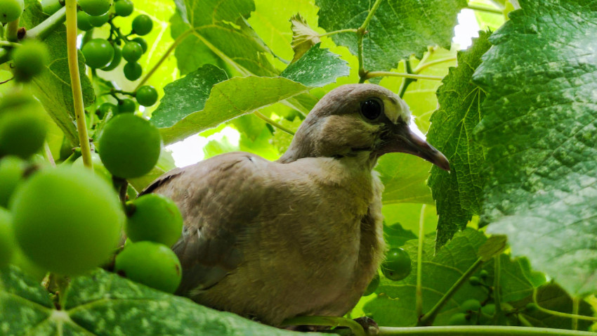 Портрет голубя под виноградной лозой среди зелёных ягод