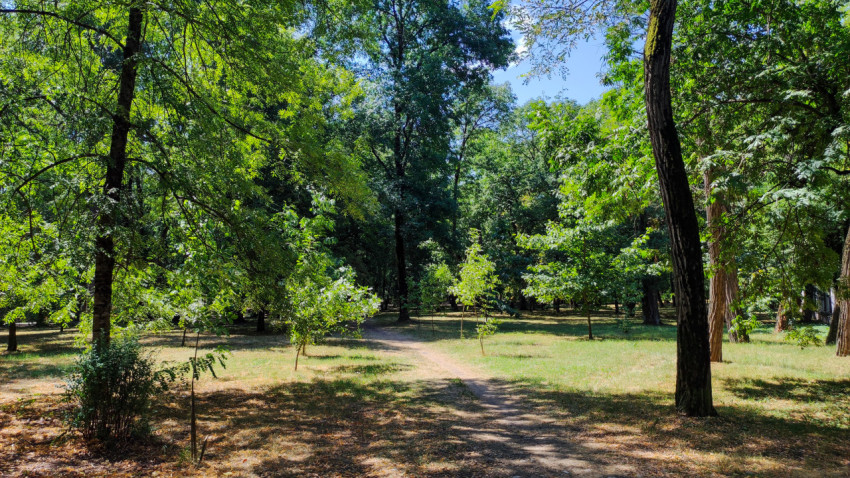 Лесопарковая поляна с тропинкой среди высоких деревьев