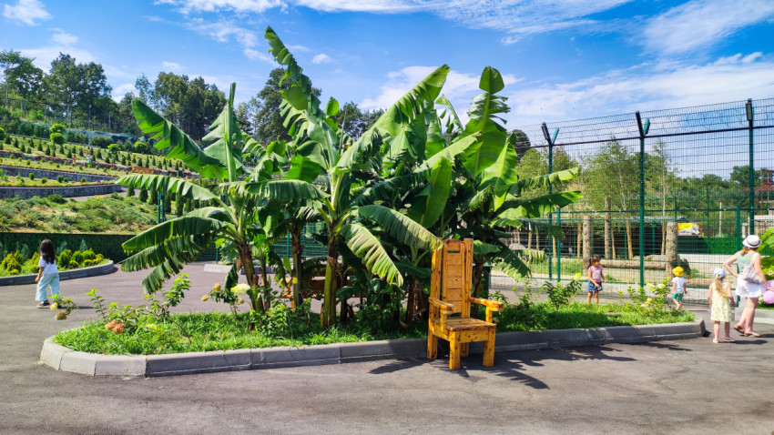 Клумба с банановыми растениями и деревянным креслом в зоопарке Нальчика