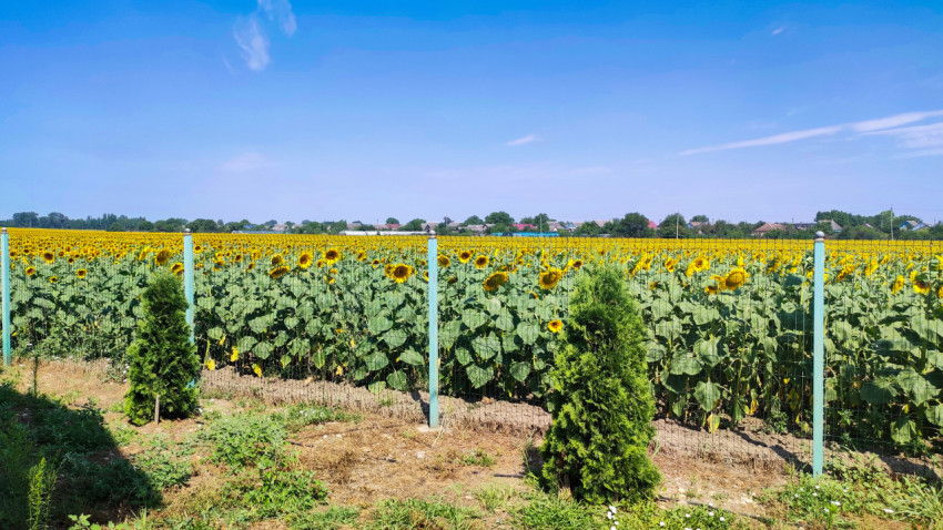 Поле подсолнухов за сетчатым забором и хвойные посадки у ограды