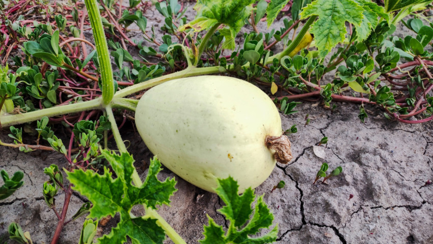 Крупный план незрелой дыни на растрескавшейся земле