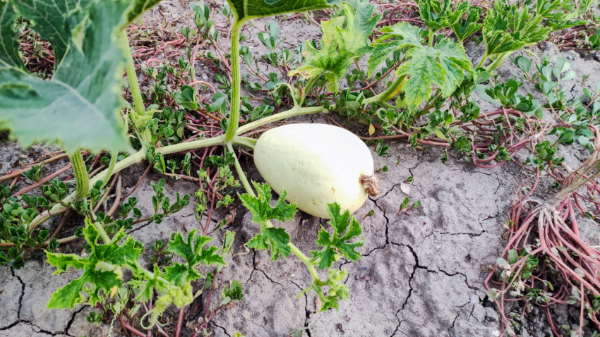 Светлый плод дыни на грядке среди плетей и сухой почвы