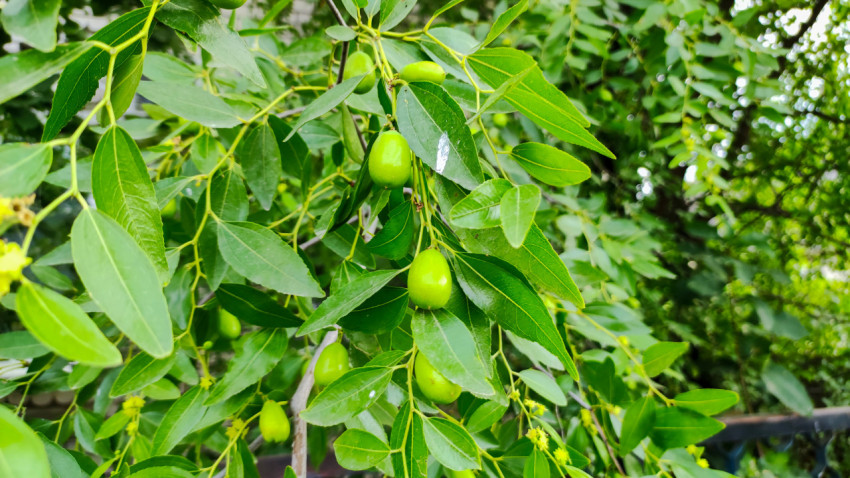 Незрелые плоды зизифуса и цветки на ветке в саду