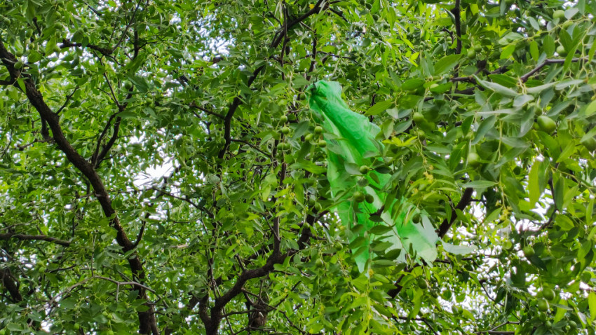Зелёный пластиковый пакет зацепился за ветви плодового дерева