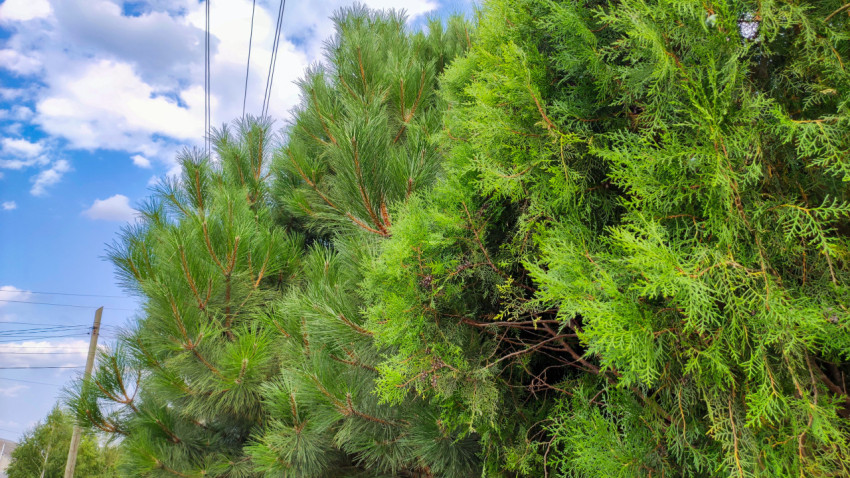 Сосна и туя на фоне неба и линий электропередачи