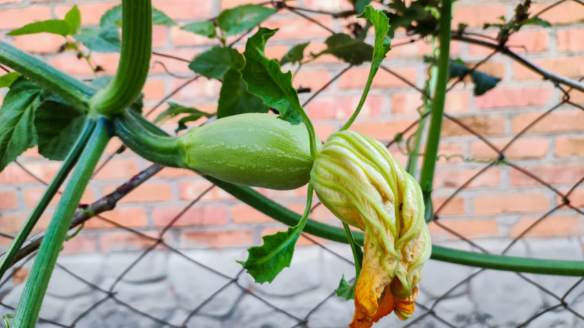 Завязь кабачка с закрывающимся цветком на огородной плети