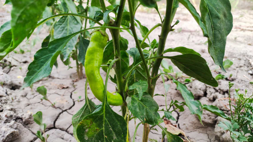 Зелёный острый перец на кусте в огороде