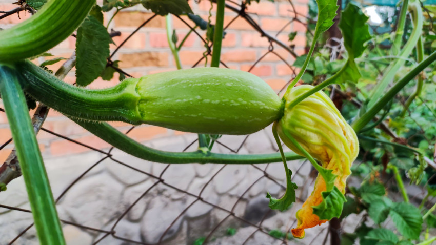 Молодой кабачок с цветком на плети у сетчатого забора