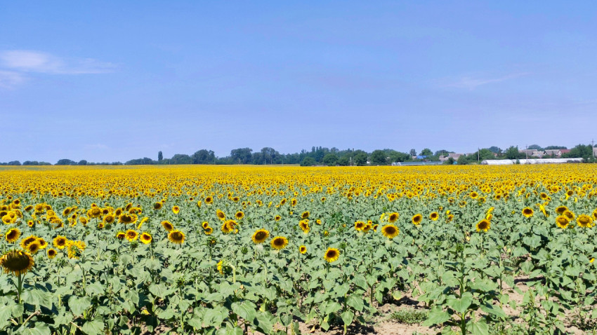 Цветущее поле подсолнечника с теплицами и постройками на дальнем плане