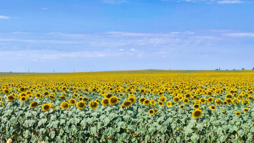 Бескрайнее поле подсолнечника под высоким небом с тонкими облаками