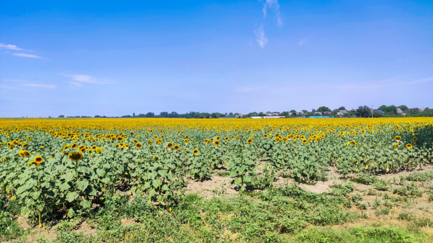 Панорама цветущего поля подсолнечника с деревней на горизонте