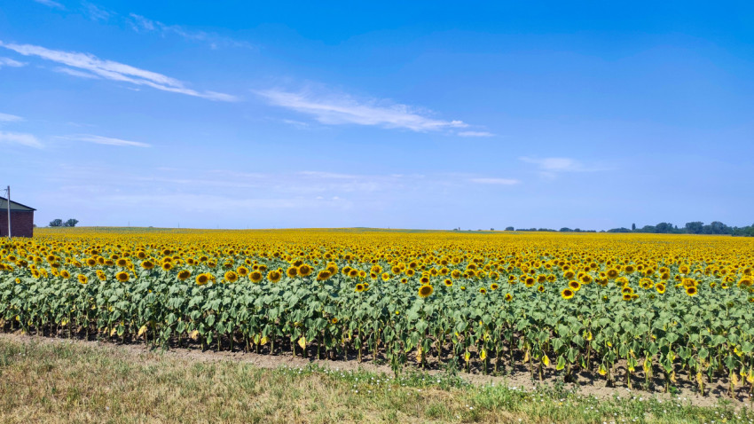 Край поля подсолнечника у хозяйственного здания в солнечный день