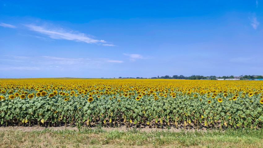 Широкий сельский пейзаж с полем подсолнечника и далёкими домами на горизонте