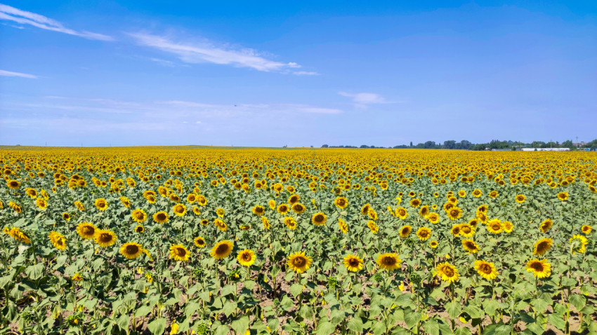 Поле подсолнечника с крупными цветами на переднем плане и деревней вдали