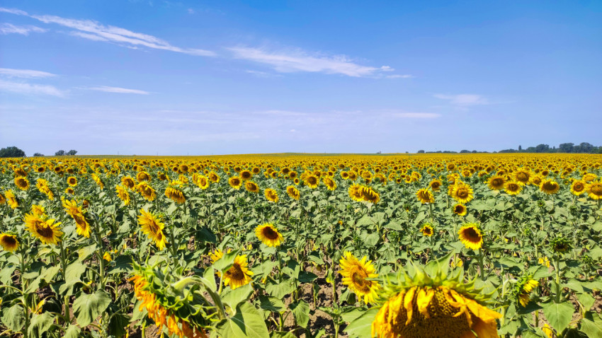 Панорама цветущего поля подсолнечника под голубым небом