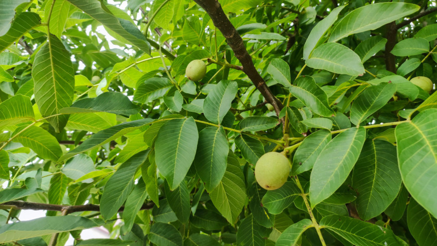 Крона грецкого ореха с незрелыми плодами среди листвы