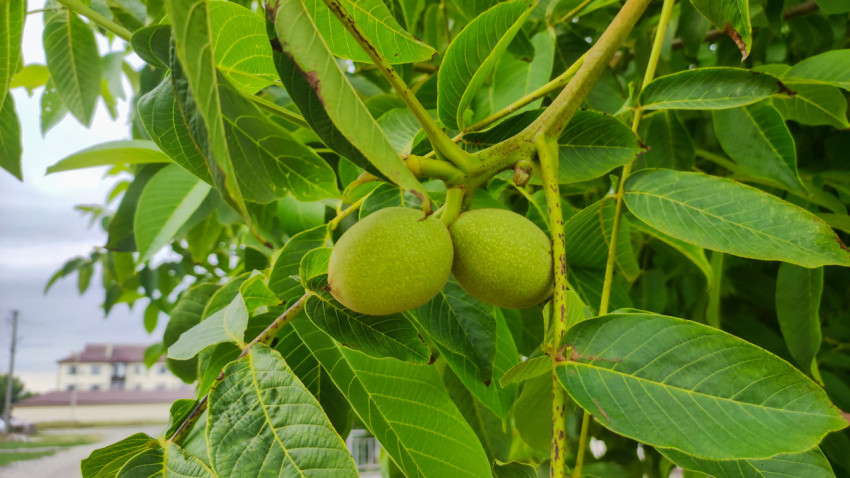 Два зелёных грецких ореха на ветке среди листьев