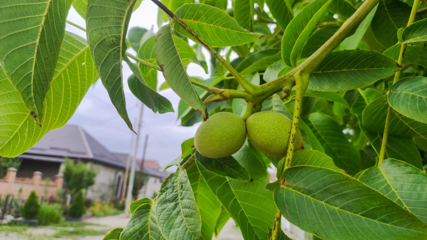 Зелёные грецкие орехи на ветке на фоне частного сектора
