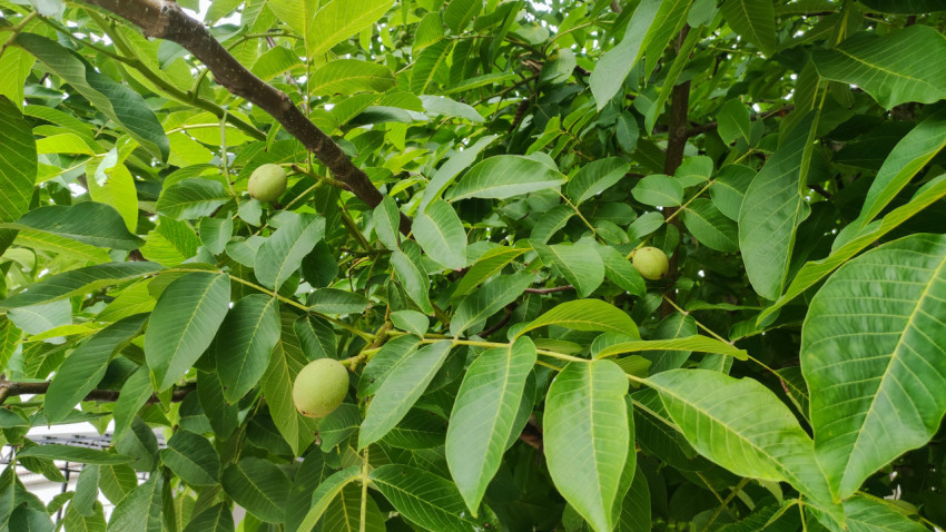 Ветви орехового дерева с несколькими зелёными плодами