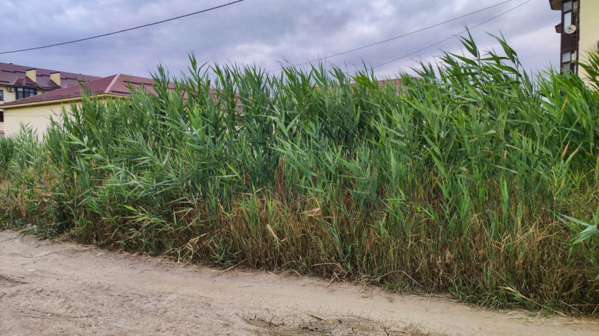 Густые заросли тростника на пустыре рядом с жилыми домами