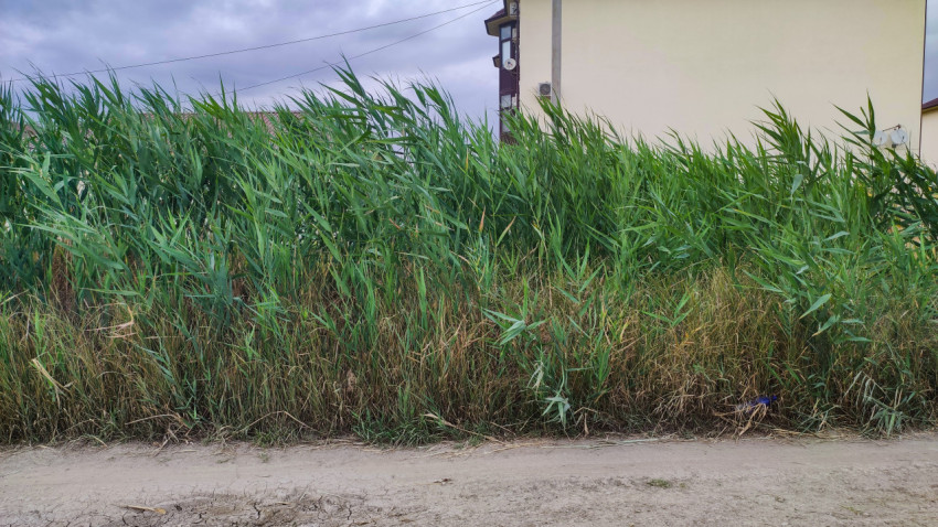 Заросли тростника вдоль грунтовой дороги у жилого дома