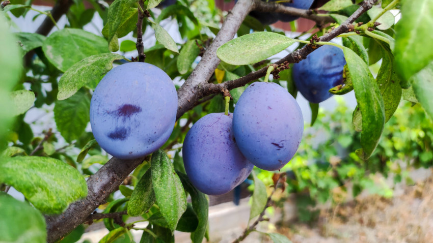 Спелые сливы на ветке среди зелёных листьев крупным планом