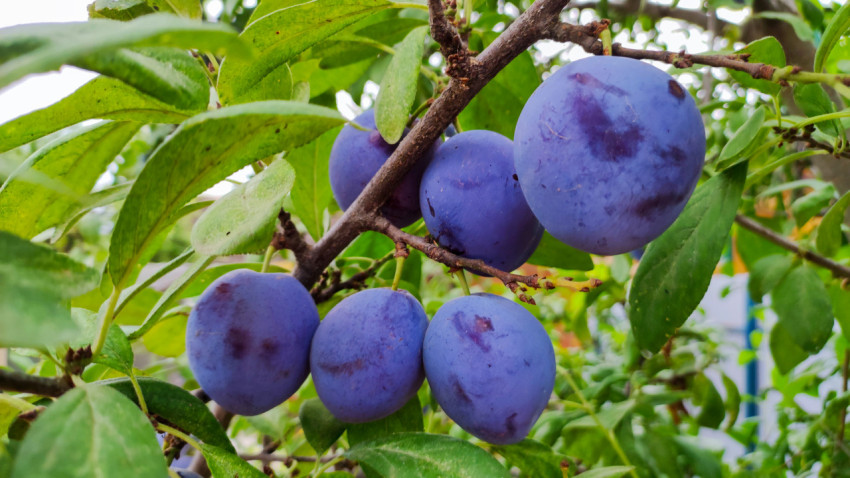 Спелые фиолетовые сливы на ветке на фоне зелёных листьев