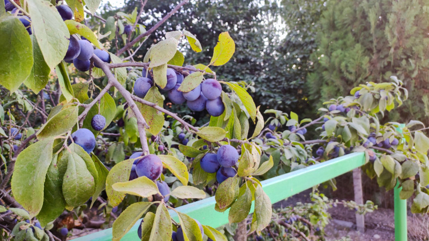 Ветка сливового дерева с гроздьями спелых плодов в саду