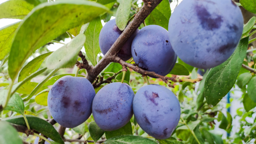 Гроздь слив на ветке с зелёной листвой в макросъёмке
