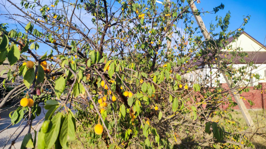 Плодовое дерево с жёлтой алычой на ветках рядом с домами