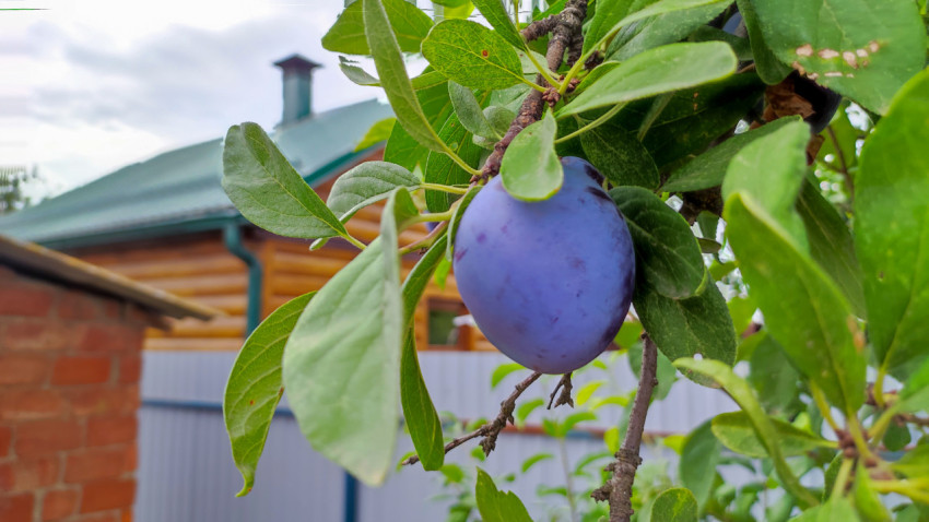 Одиночная спелая слива на ветке крупным планом