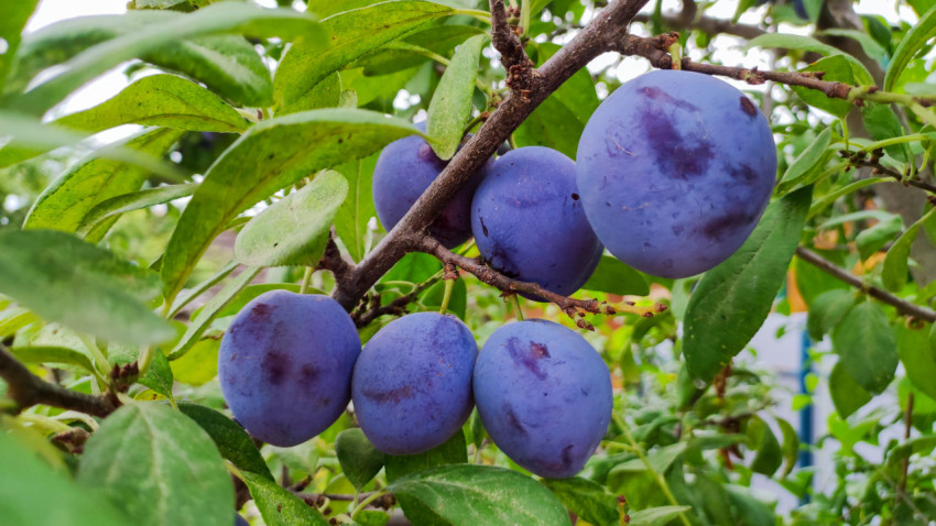 Две крупные сливы и мелкие плоды на ветке в зелёной кроне